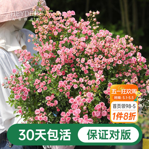 海蒂的花园超微月季室外多头