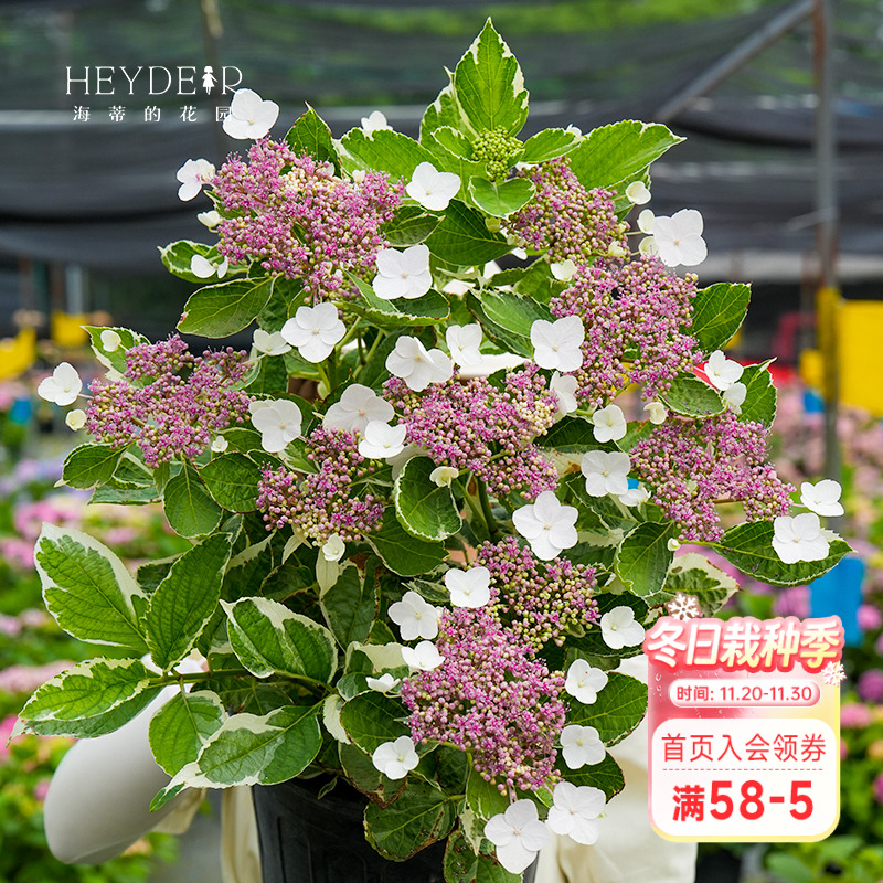 海蒂的花园银边绣球观叶观花耐阴