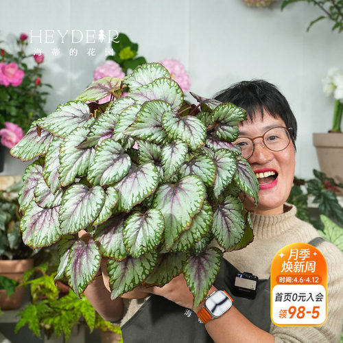 海蒂的花园秋海棠盆栽竹节海棠阳台室外室内客厅桌面绿植观叶植物