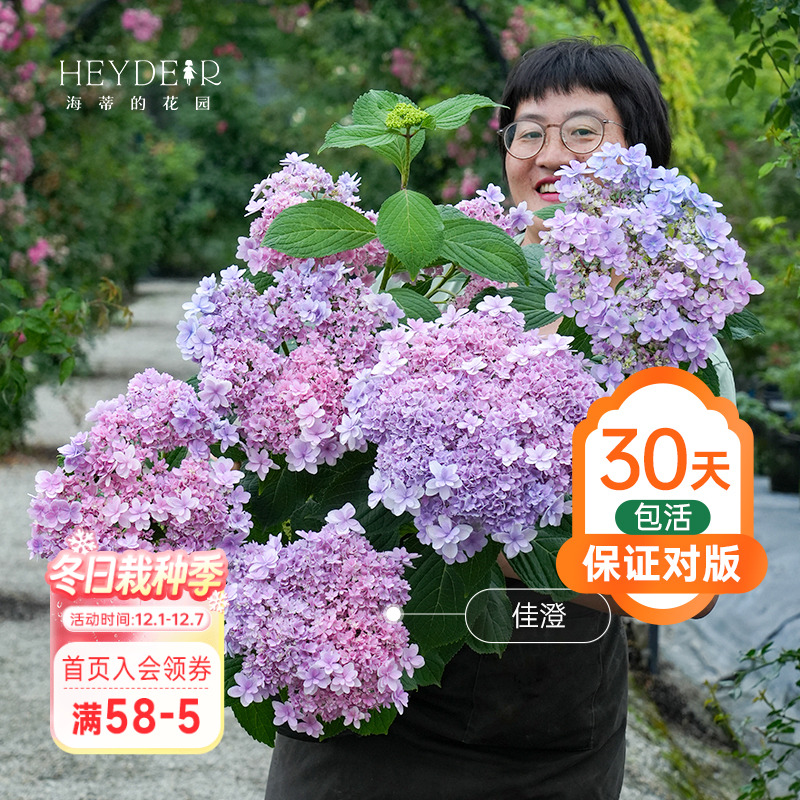 海蒂的花园绣球无尽银河庭院阳台