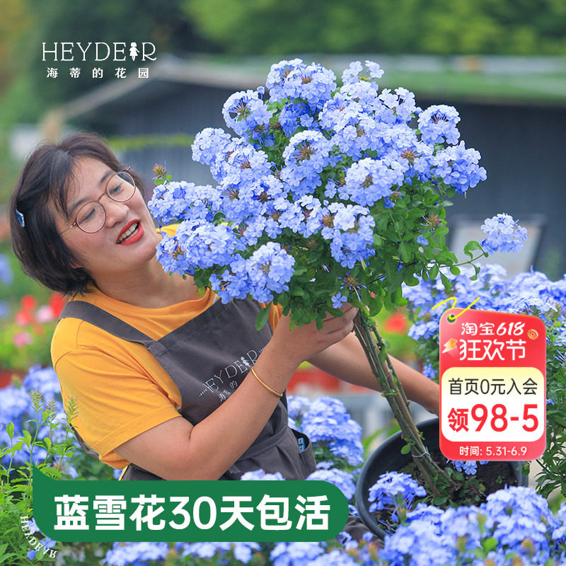 海蒂的花园蓝雪花盆栽耐热阳台可爬藤四季好养易活花卉植物室内花