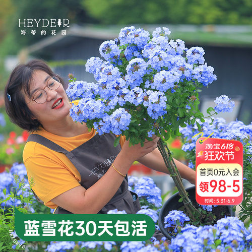 海蒂的花园蓝雪花盆栽耐热阳台可爬藤四季好养易活花卉植物室内花