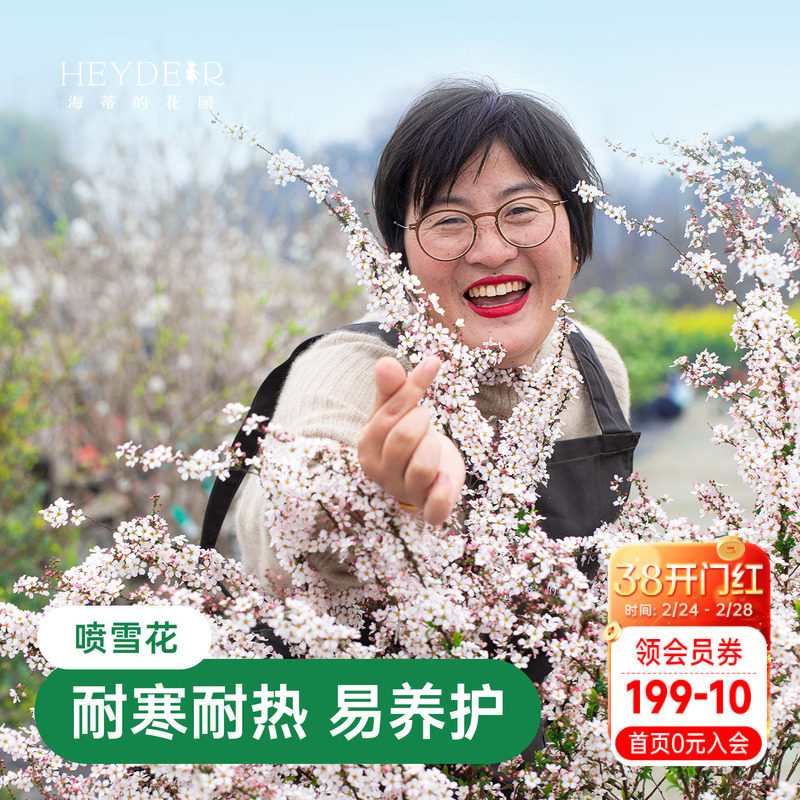 海蒂的花园喷雪花雪柳盆栽锦带绣黄金喷泉线菊溲疏小手球耐寒花卉