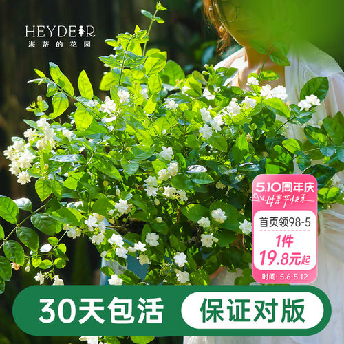 海蒂茉莉花阳台室内盆栽苗