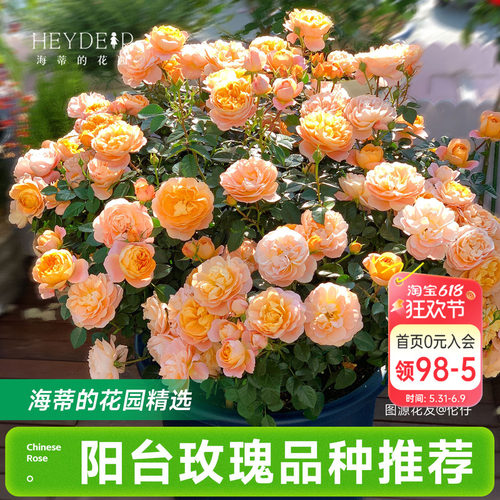 海蒂的花园月季花苗阳台玫瑰盆栽开花直立爬藤垂吊栽种花卉植物