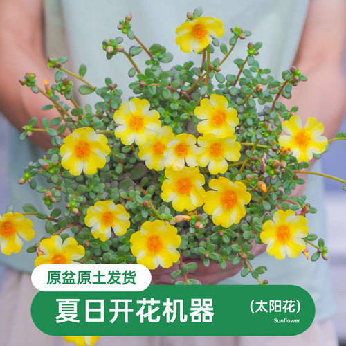 海蒂马齿苋阳台花卉植物盆栽苗