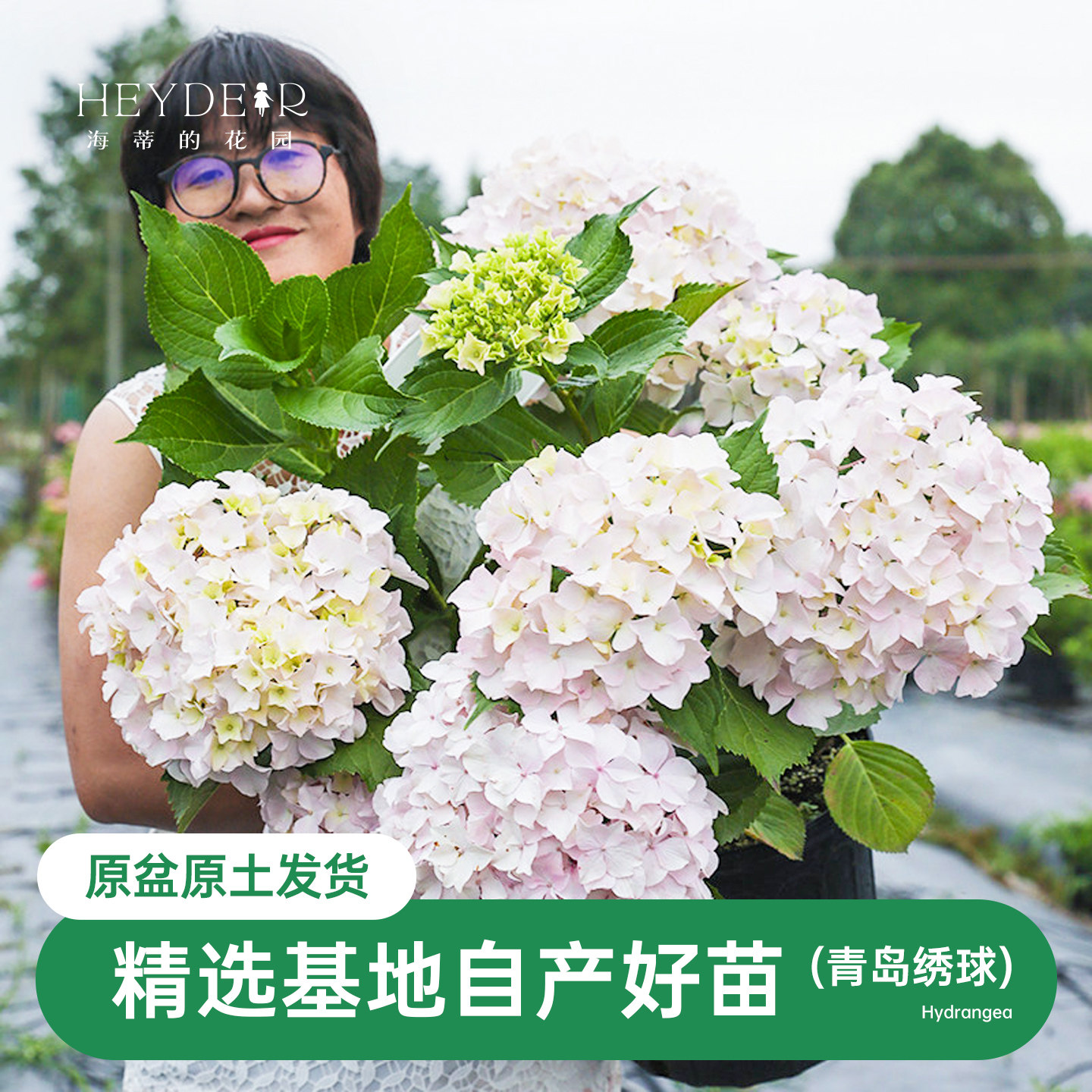 海蒂的花园青岛绣球大花粉白色可爱耐阴阳台露台花卉植物盆栽花苗
