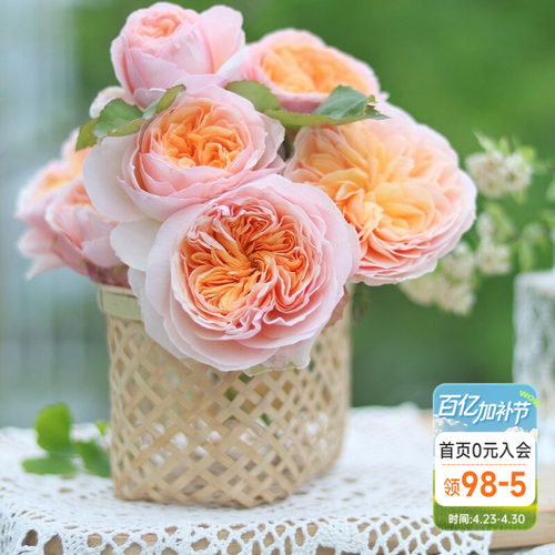 海蒂的花园朱丽叶奥斯汀月季花苗