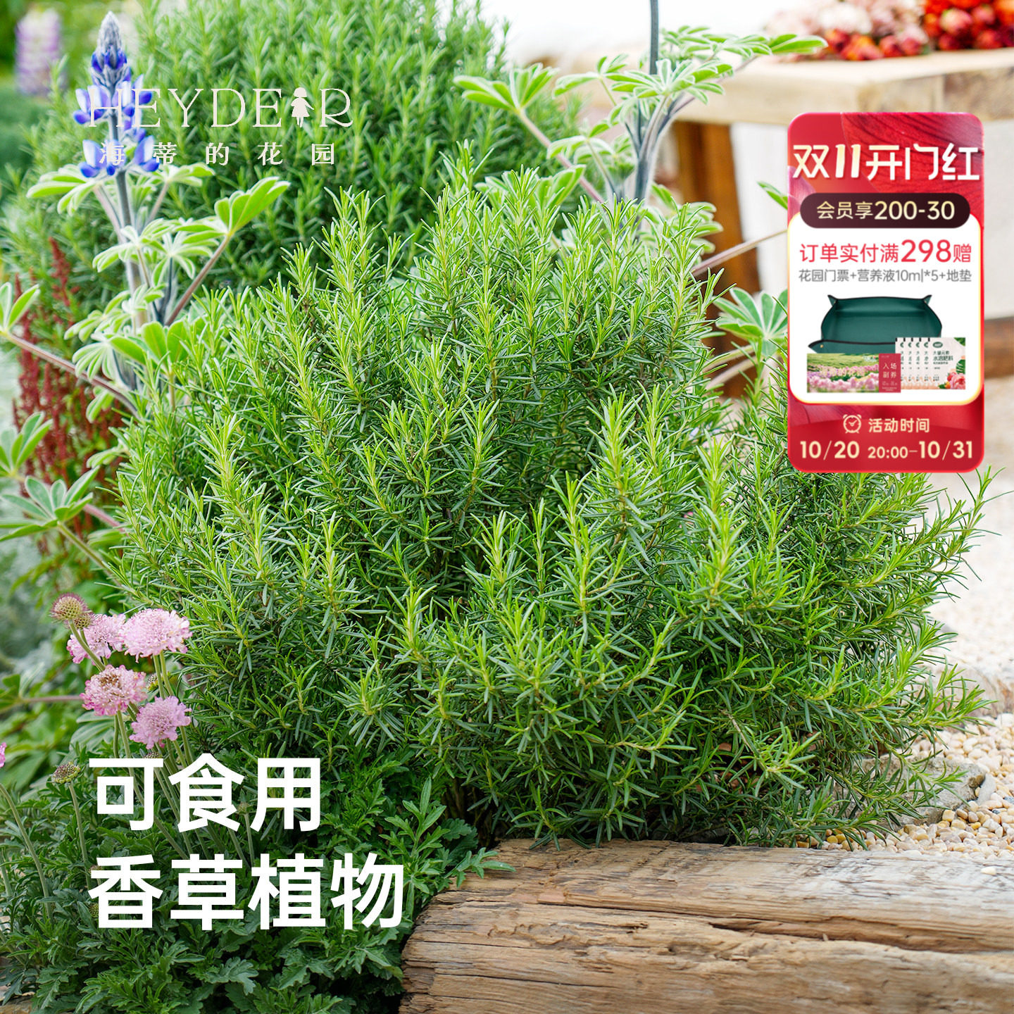海蒂的花园迷迭香香草植物食用西餐调料庭院阳台趣味香料花卉盆栽