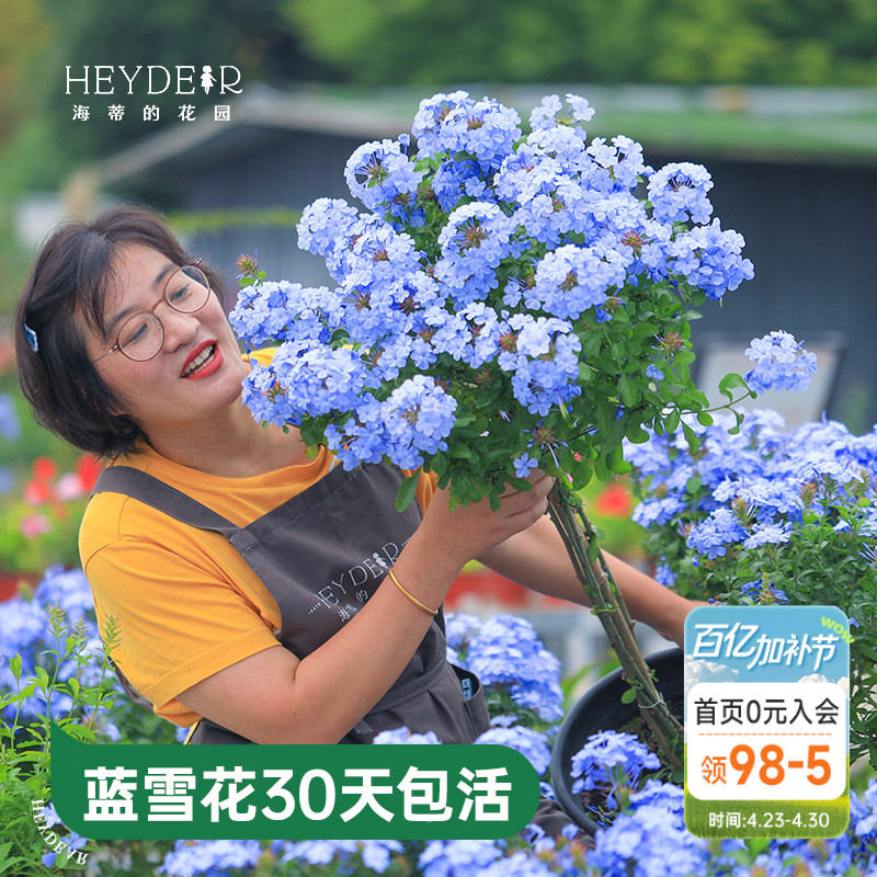 海蒂的花园蓝雪花盆栽耐热阳台可爬藤四季好养易活花卉植物室内花