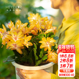 海蒂的花园蟹爪兰花卉盆栽室内阳台好养常绿带花苞多年生植物