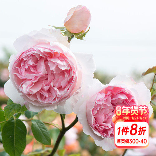 海蒂的花园  威基伍德直立月季欧月大花多季开有香味盆栽花卉植物,鲜花速递/花卉仿真/绿植园艺,月季/蔷薇/玫瑰,淘宝优惠券,粉丝福利购,淘宝优惠卷