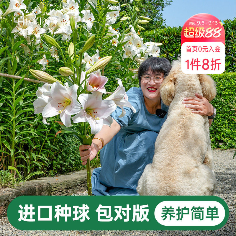 海蒂的花园百合种球重瓣香水图片