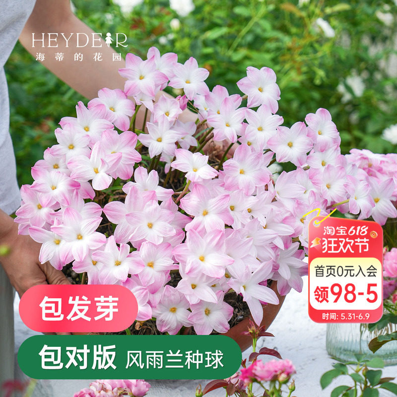 海蒂的花园风雨兰胖丽丽花期长耐热花苗阳台球根花卉盆栽种球植物