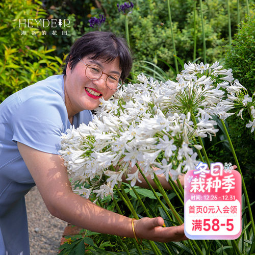 海蒂百子莲庭院耐热植物花卉