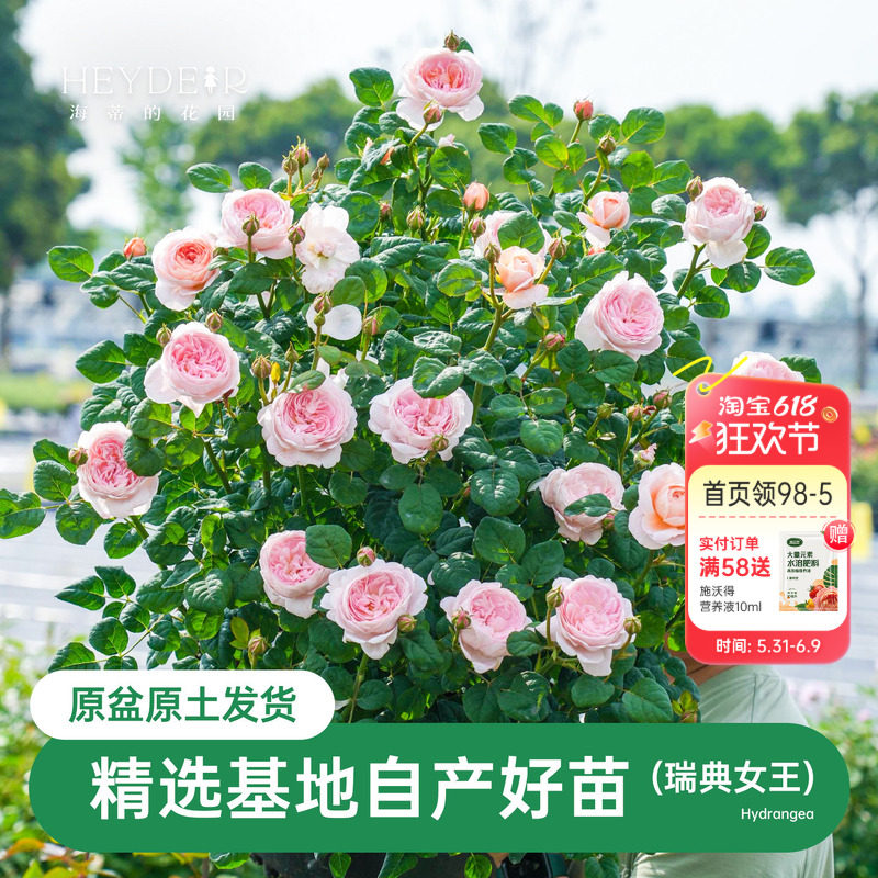 海蒂的花园瑞典女王直立月季包子仙美花量大表现好庭院植物盆栽苗