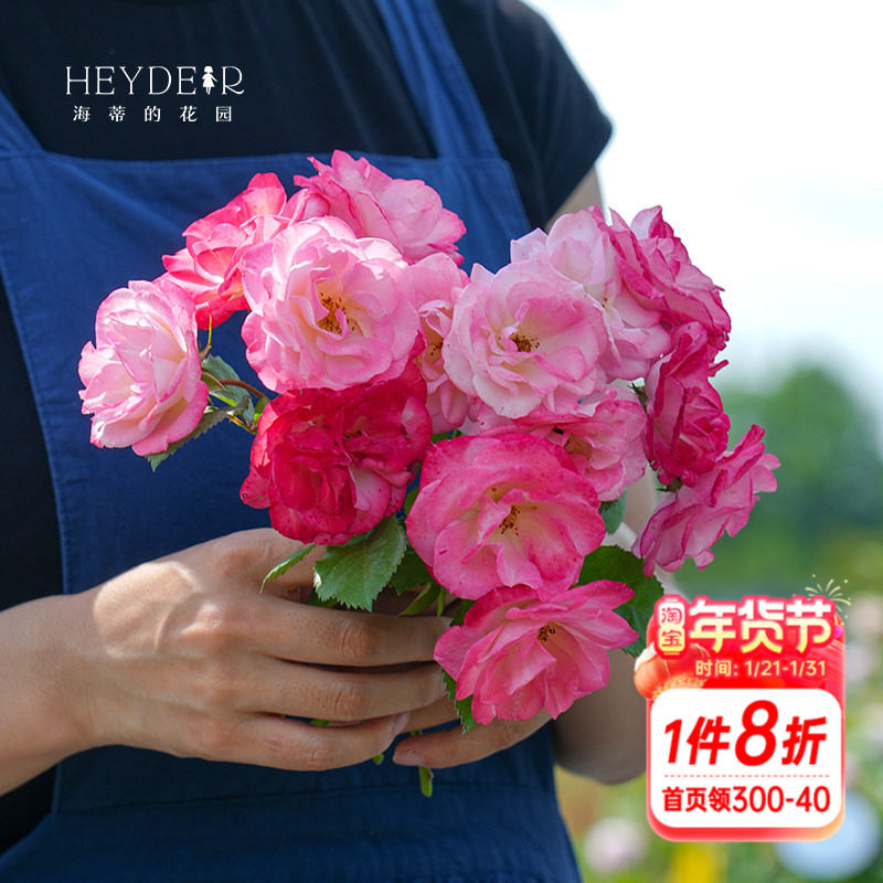 海蒂的花园 藤本樱霞爬藤月季耐热丰花多头多季开花植物绿植盆栽,鲜花速递/花卉仿真/绿植园艺,月季/蔷薇/玫瑰,淘宝优惠券,粉丝福利购,淘宝优惠卷