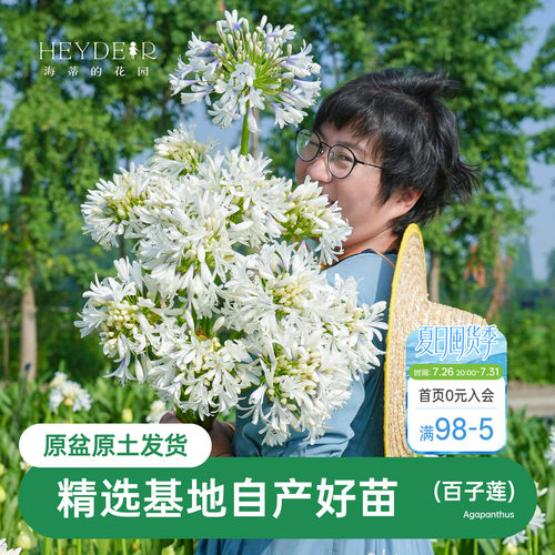 海蒂的花园百子莲圣母皇太后多年生植物阳台庭院花卉植物盆栽