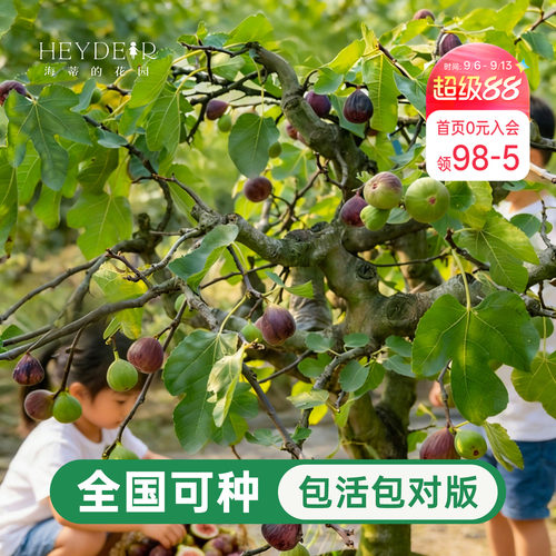 海蒂的花园无花果树果苗盆栽大果