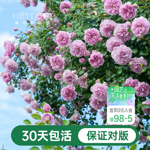 海蒂的花园爬藤月季花苗