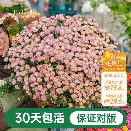 球菊菊花盆栽多年生花卉好养