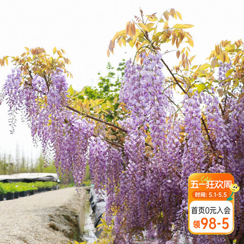海蒂的花园紫藤花苗爬藤植物可攀援室外阳台庭院露台藤本花卉盆栽 - 封面