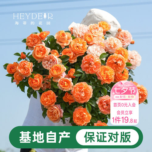 海蒂的花园月季花苗盆栽小苗爬藤玫瑰果汁阳台多季开花地栽花苗