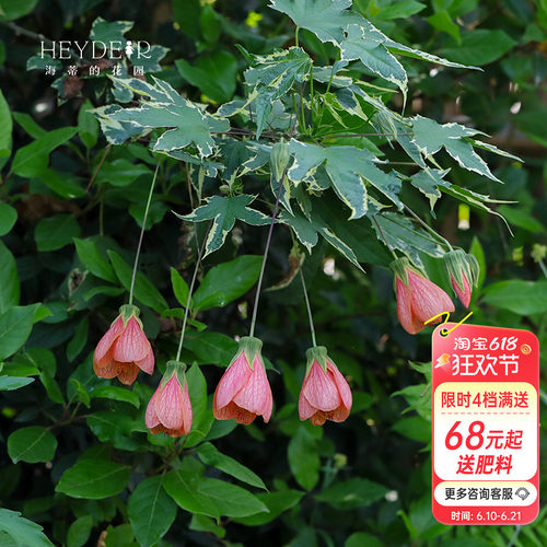灯笼花花期长盆栽花苗花境植物