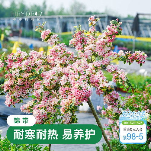 海蒂的花园花叶锦带春天爆花灌木