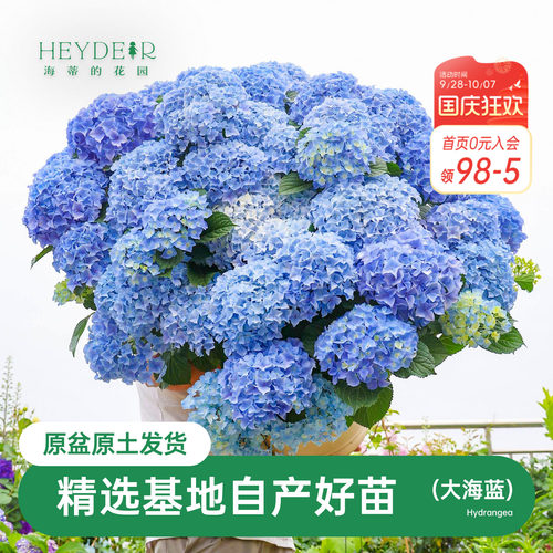 海蒂的花园绣球花大海蓝新品大花新老枝开花切花品种庭院花卉盆栽