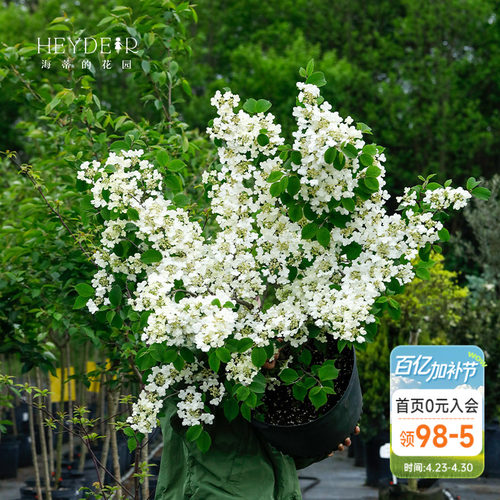 海蒂的花园蝴蝶绣球荚蒾春天开花