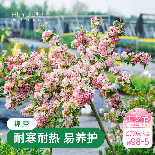 海蒂的花园花叶锦带春天爆花灌木