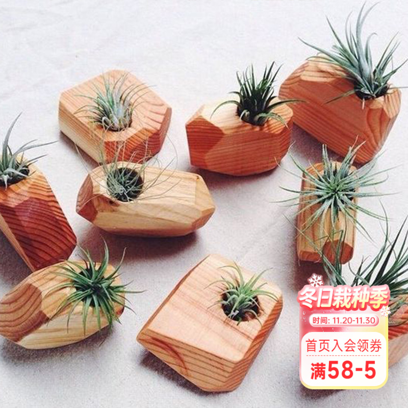 海蒂的花园空气凤梨植物客厅