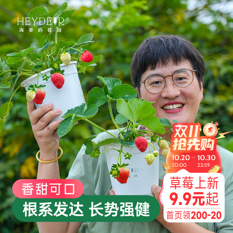 海蒂的花园草莓苗盆栽苗秧种子秋冬季多季结果原土原盆红颜奶油