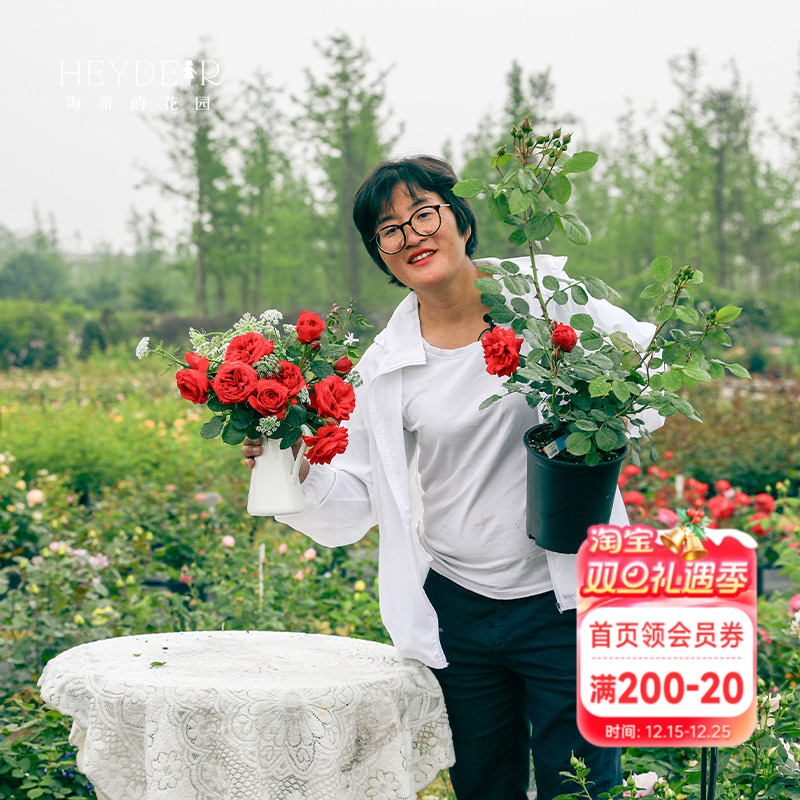 红苹果月季勤花红色玫瑰