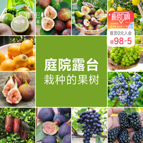 海蒂的花园 果树盆栽香水柠檬葡萄无花果好养果量大庭院易活果苗