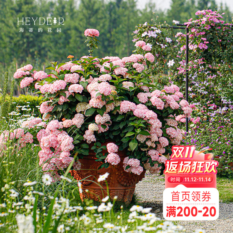 海蒂的花园塞布丽娜绣球开花早