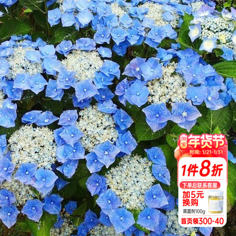 海蒂的花园星空大花绣球花色梦幻可调蓝阳台花卉盆栽易活植物花苗,鲜花速递/花卉仿真/绿植园艺,绣球/木绣球/木本植物,淘宝优惠券,粉丝福利购,淘宝优惠卷