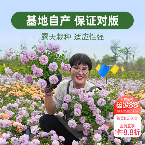 海蒂的花园月季花苗盆栽小苗爬藤玫瑰果汁阳台地栽花苗
