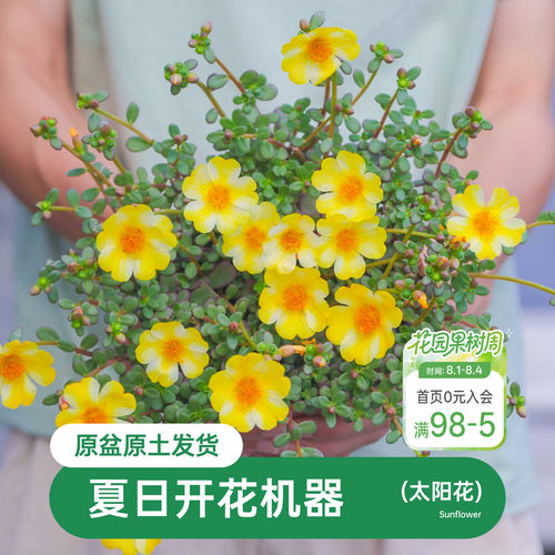 海蒂马齿苋阳台花卉植物盆栽苗