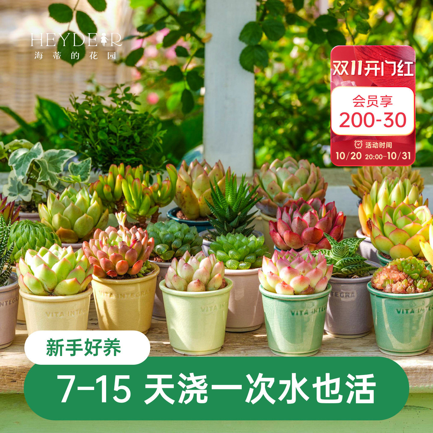 海蒂的花园多肉植物小组合盆栽室内阳台办公桌四季观叶绿植盆栽苗