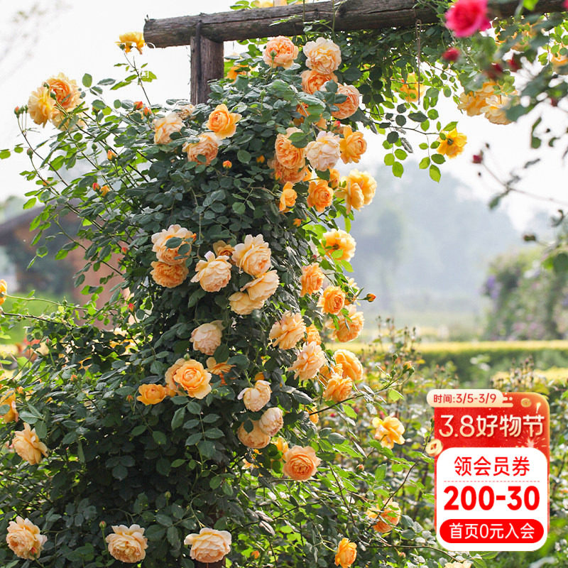 海蒂的花园黄金庆典爬藤月季欧月攀援有香味包子型花量大多季开花