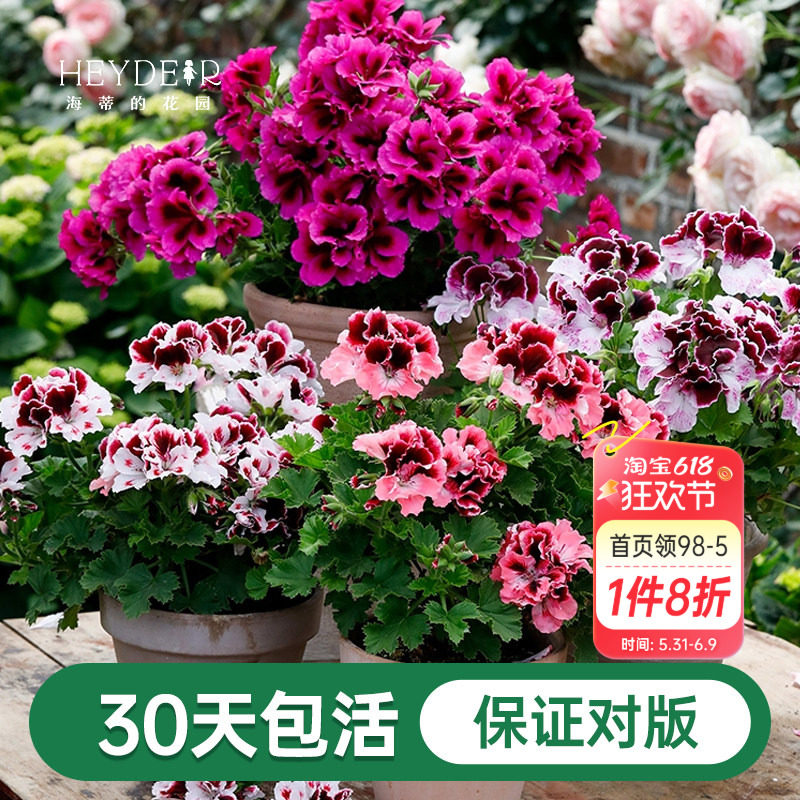 海蒂的花园天竺葵花苗盆栽重瓣四季垂吊直立大花飞溅花卉植物室内