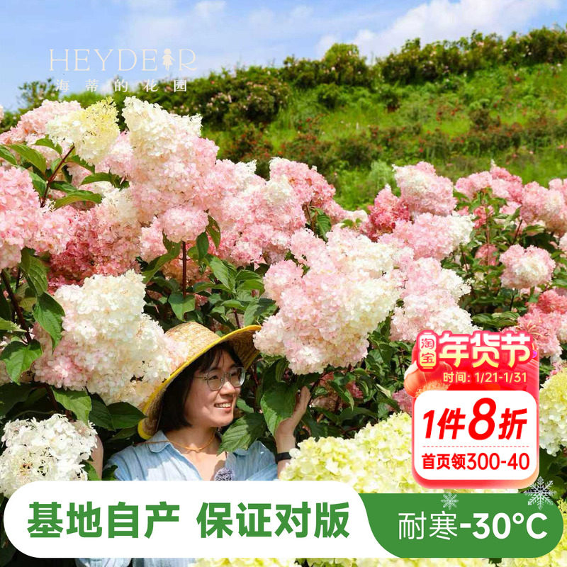 海蒂的花园圆锥绣球香草草莓石灰灯北方耐寒耐旱植物花卉盆栽海妈,鲜花速递/花卉仿真/绿植园艺,绣球/木绣球/木本植物,淘宝优惠券,粉丝福利购,淘宝优惠卷