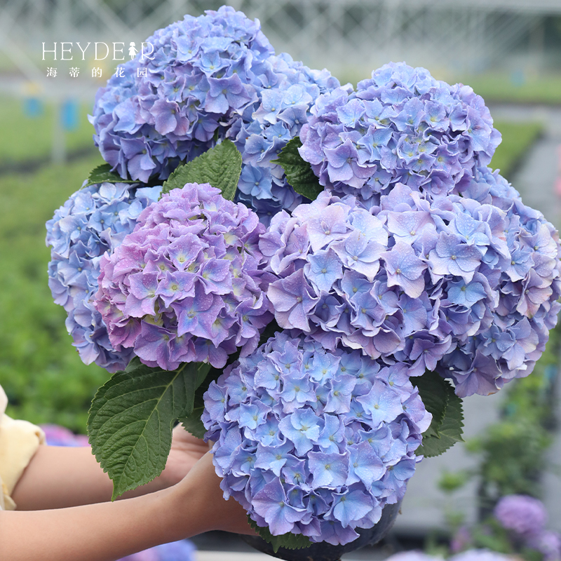海蒂的花园拉夫布拉绣球可调色