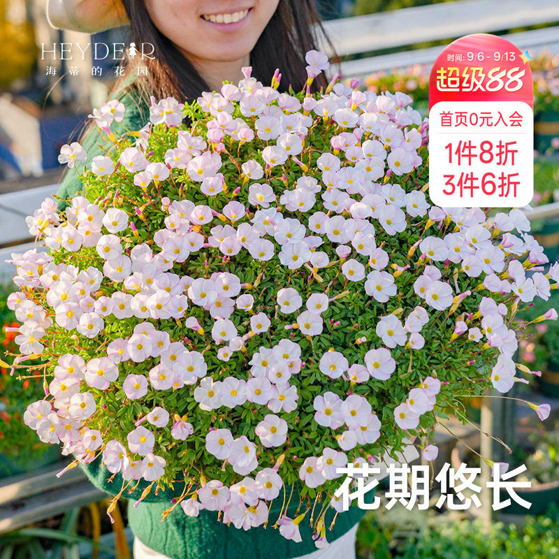 海蒂的花园成都总店酢浆草种球苗易开花阳台栽种庭院花卉盆栽植物图片