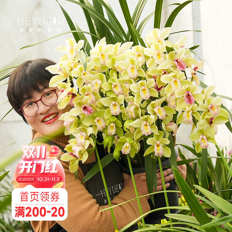 海蒂的花园年宵花兰花大花蕙兰盆栽带花苞花卉植物室内花客厅阳台