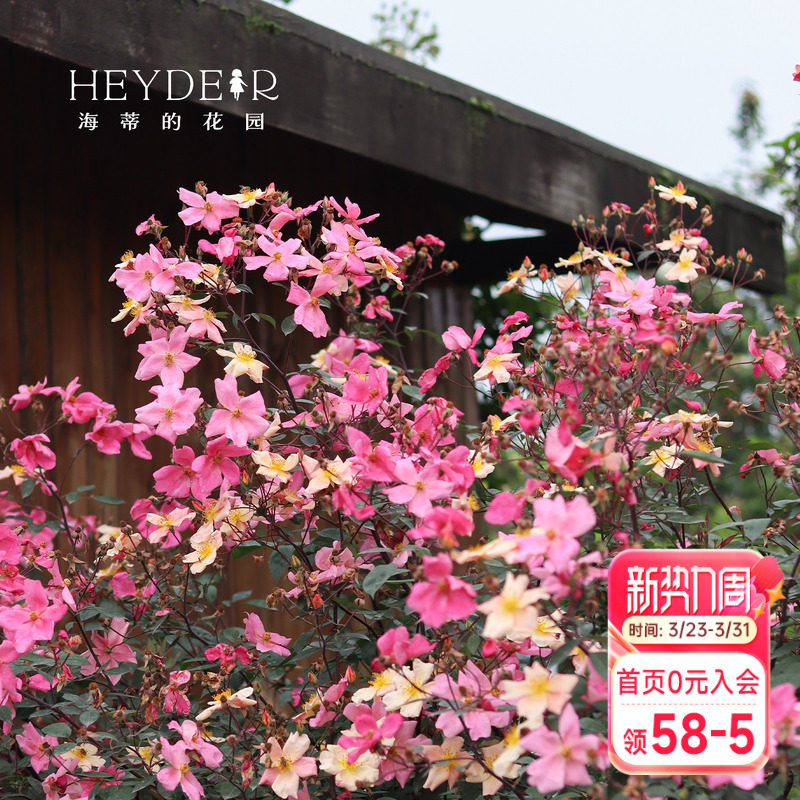 海蒂的花园 蝴蝶中国古老变色月季盆栽苗阳台庭院丰花勤花植物