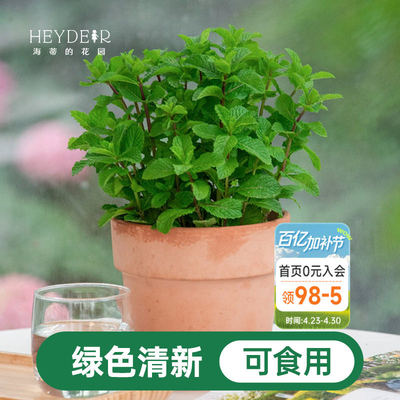 海蒂的花园薄荷盆栽苗可食用绿植好养猫眼柠檬香茅草迷迭香海妈家