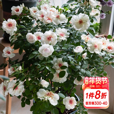 海蒂的花园杰奎琳杜普蕾直立月季